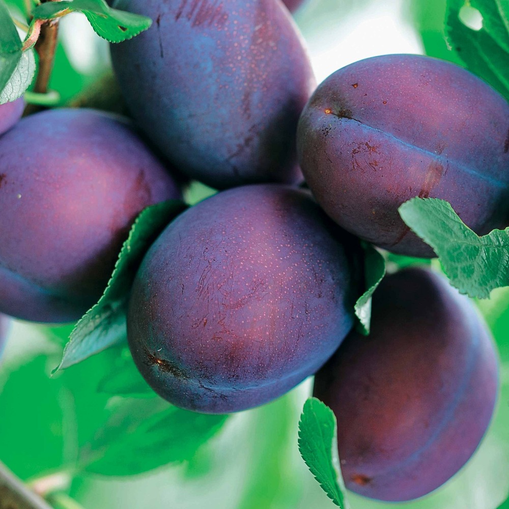 Prunier président - le pot / 3l / hauteur livrée 80-100cm