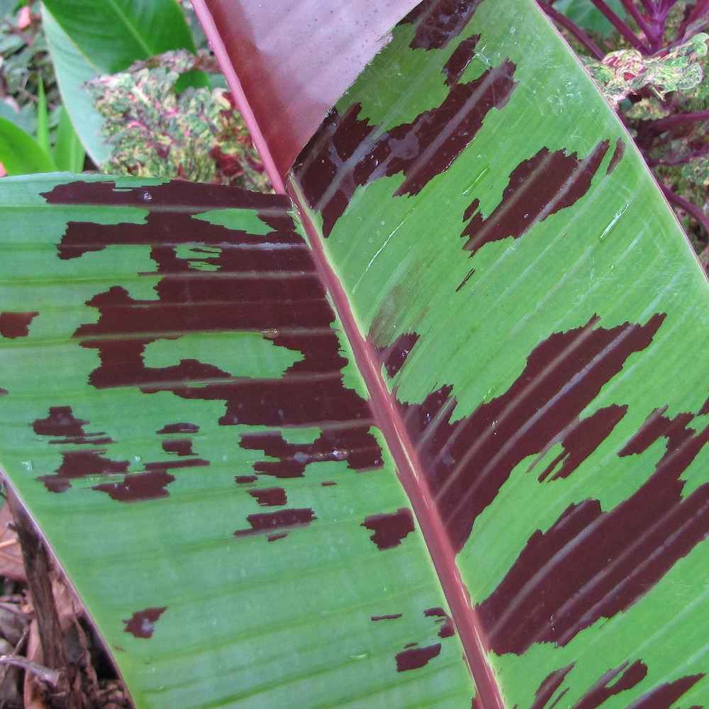 Bananier red tiger pot de 5l - touffe