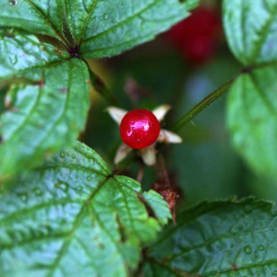 Groseillier des Alpes (Ribes Alpinum)