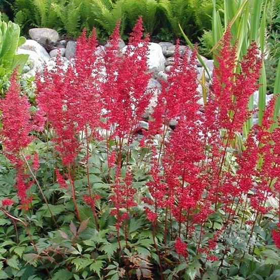 Astilbe d'arends 'fanal' godet de 7/8 cm