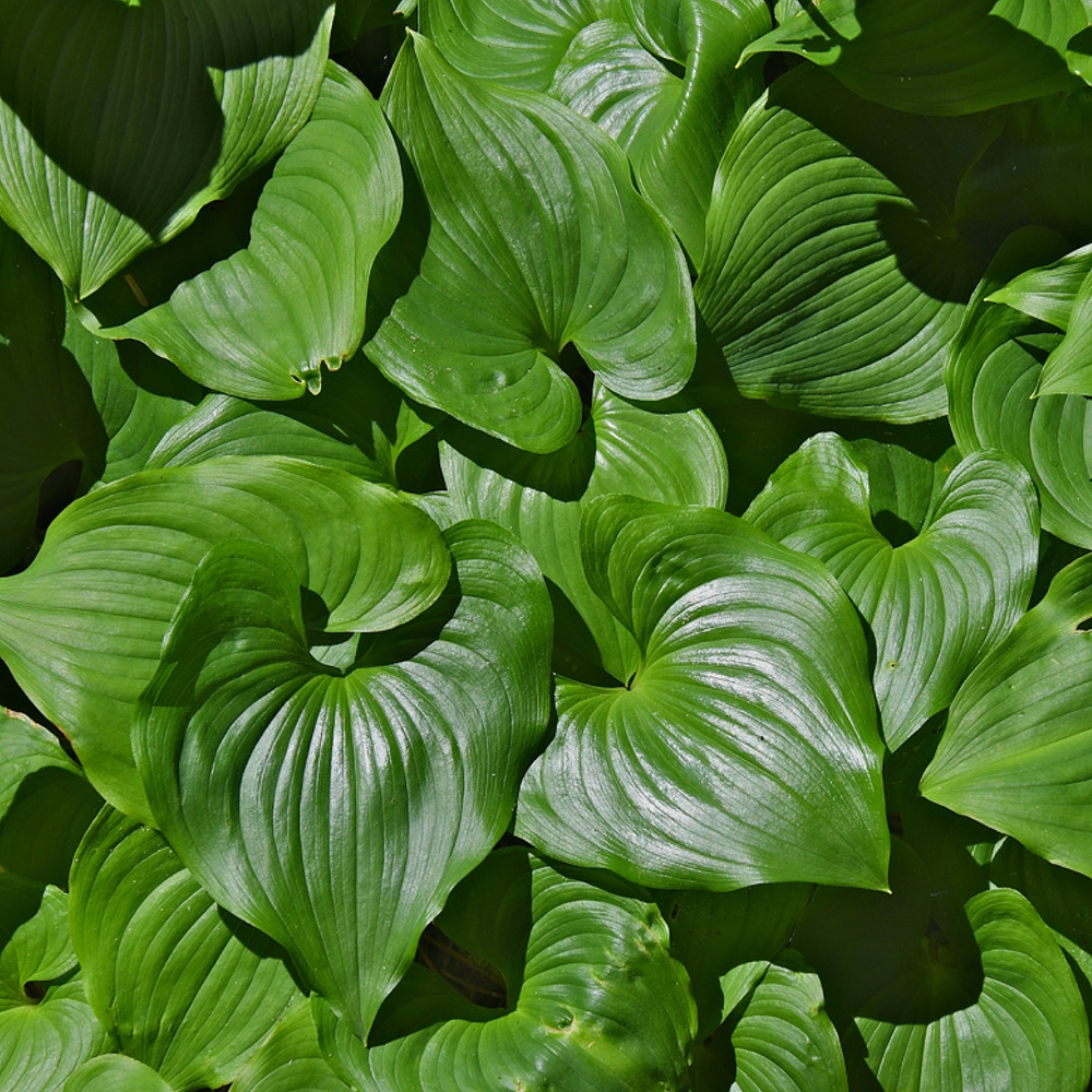 Faux sceau de salomon godet de 8/9 cm