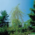 Salix purpurea pend. C.15l