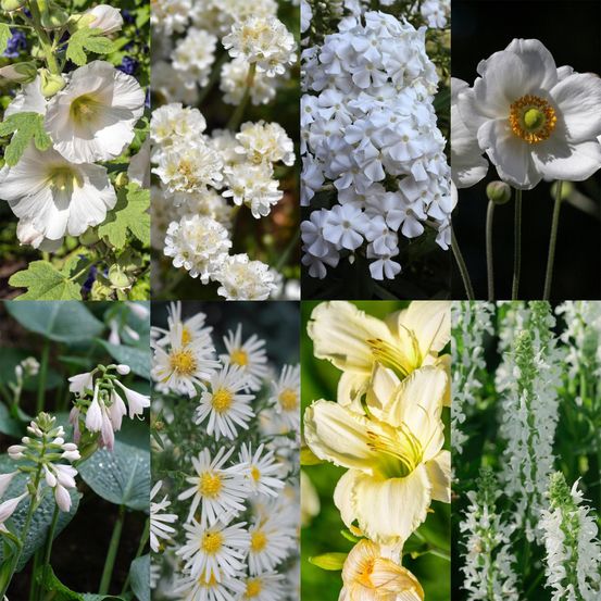 Lot de 24 - kit de plantes vivaces - couleur blanche - h25 cm