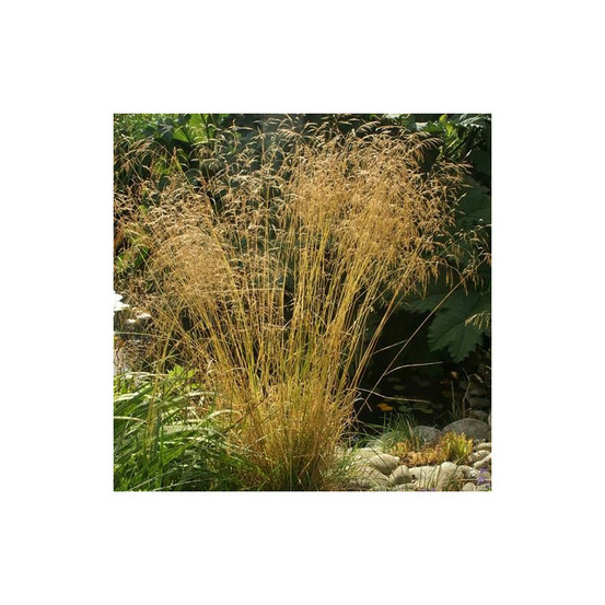 Canche cespiteuse goldgehänge lot de 9 godets