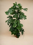 Plante d'intérieur - monstera deliciosa xxl - 150cm - ⌀24 150cm