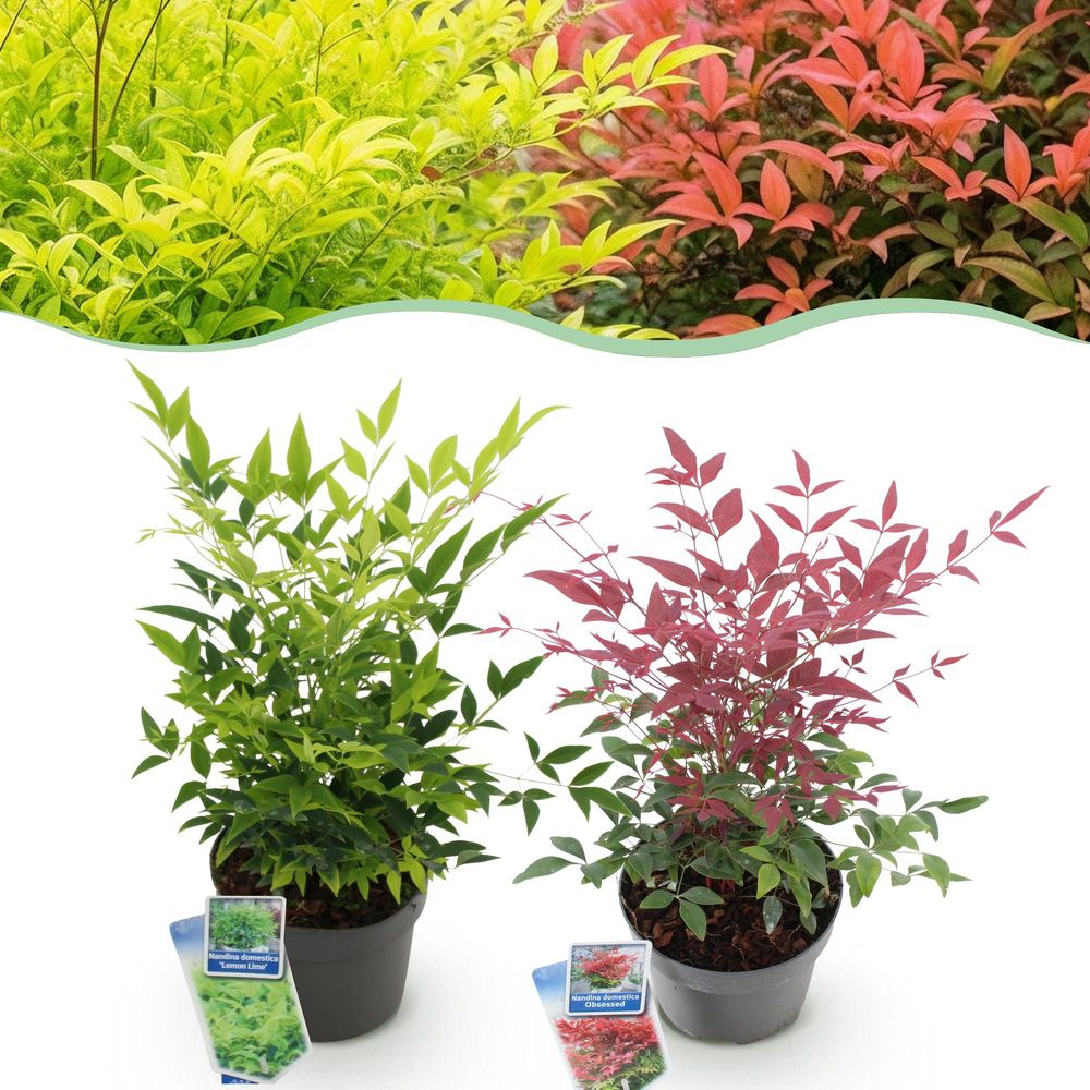 Bambou sacré - lot de 2 - pot 17 cm - hauteur 45 cm