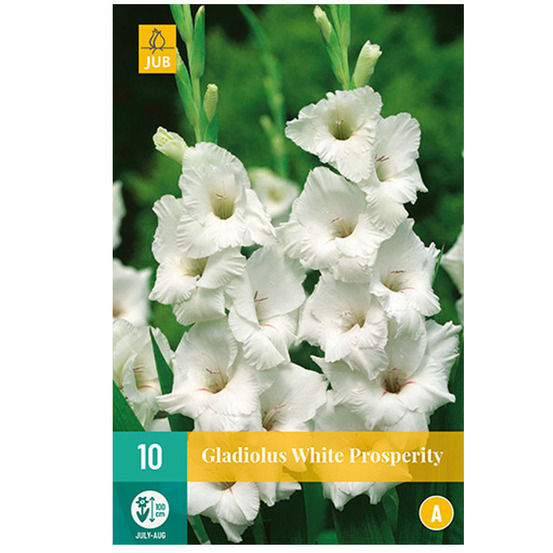 10 glaïeuls white prosperity blanc
