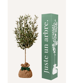 Olivier | idée cadeau : naissance, mariage, anniversaire - à planter en intérieur ou extérieur.