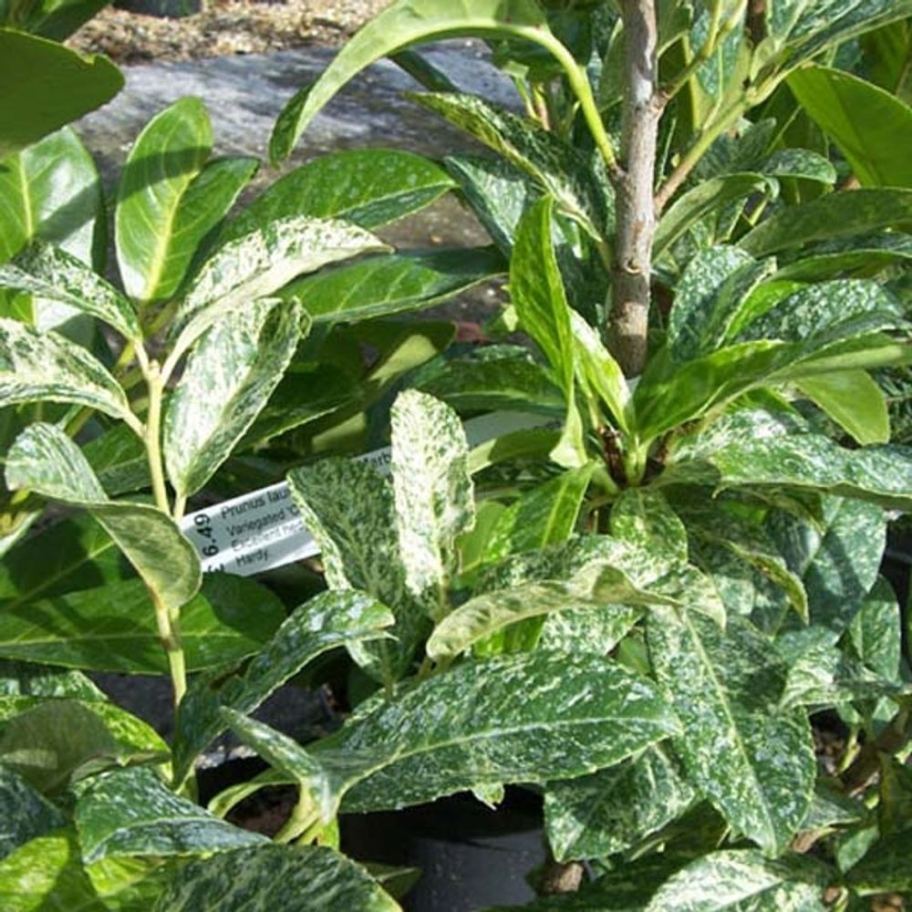Laurier-cerise, laurier palme 'marbled white' pot de 2l/3l