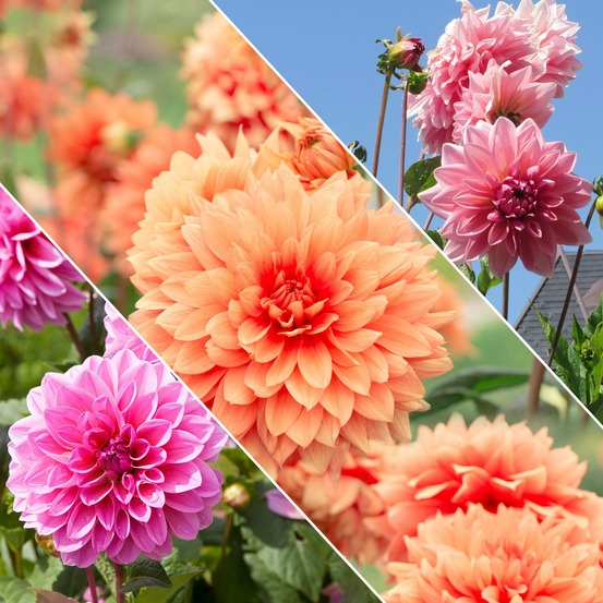 Dahlias nains en mélange - le sachet de 5 bulbes / calibre i, vendu par lot de 2