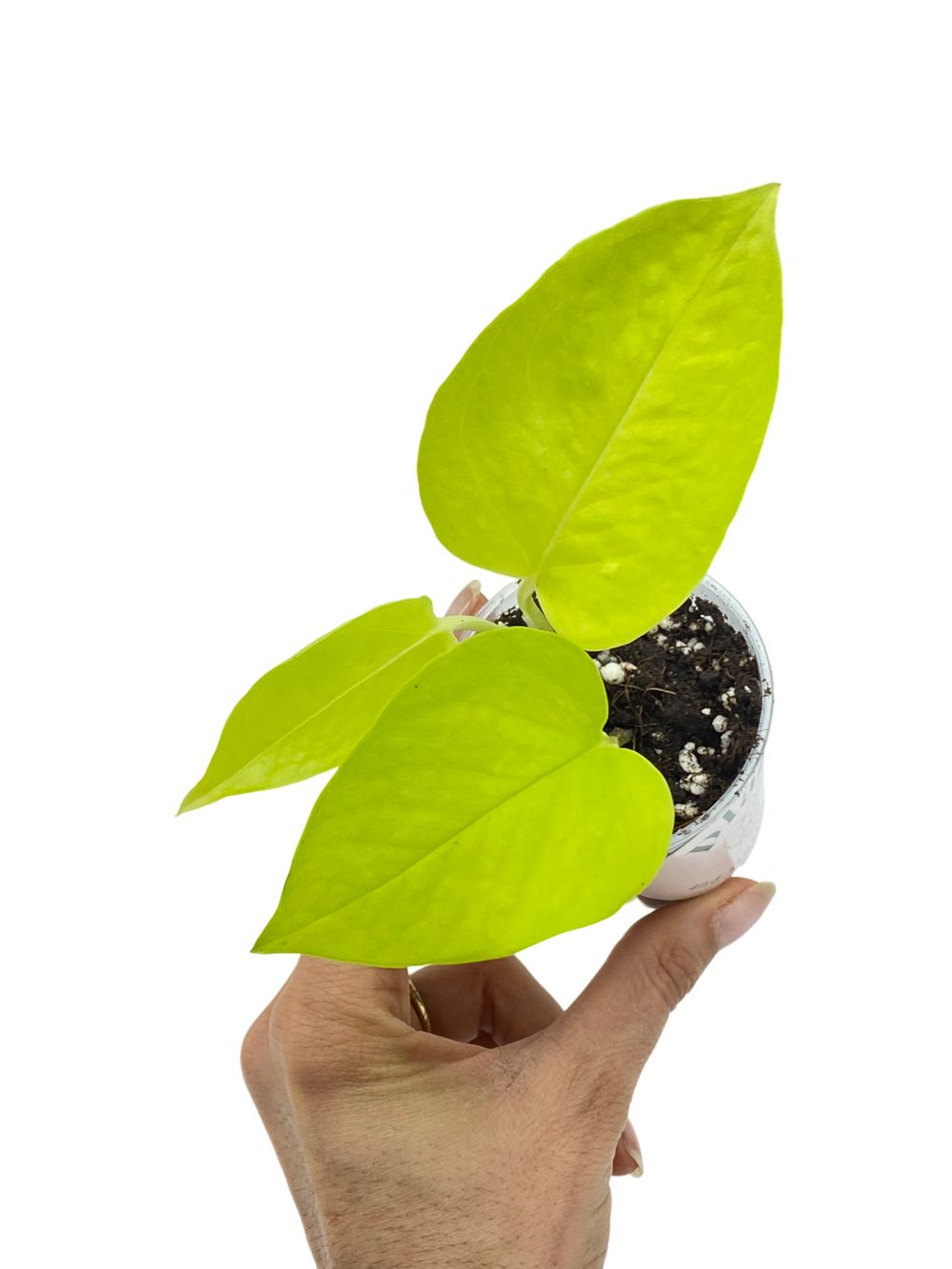 Epipremnum néon - pot de 6cm