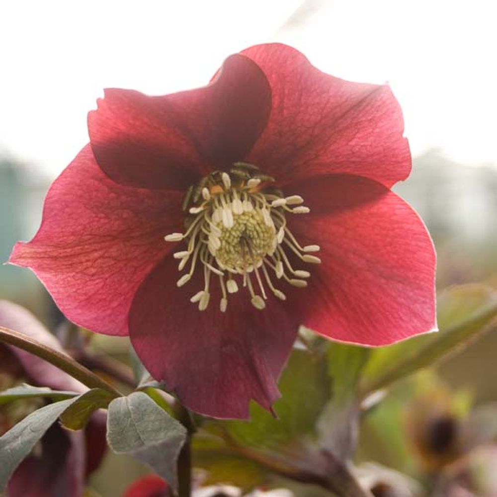 Hellébore orientale 'red hybrids' pot de 2l/3l