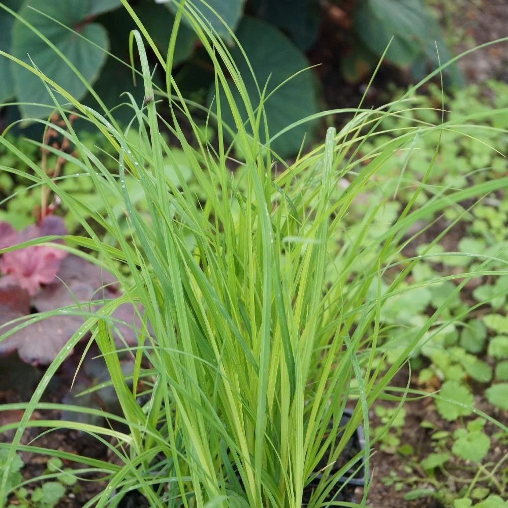 Laîche aiguë, carex lot de 3 godets