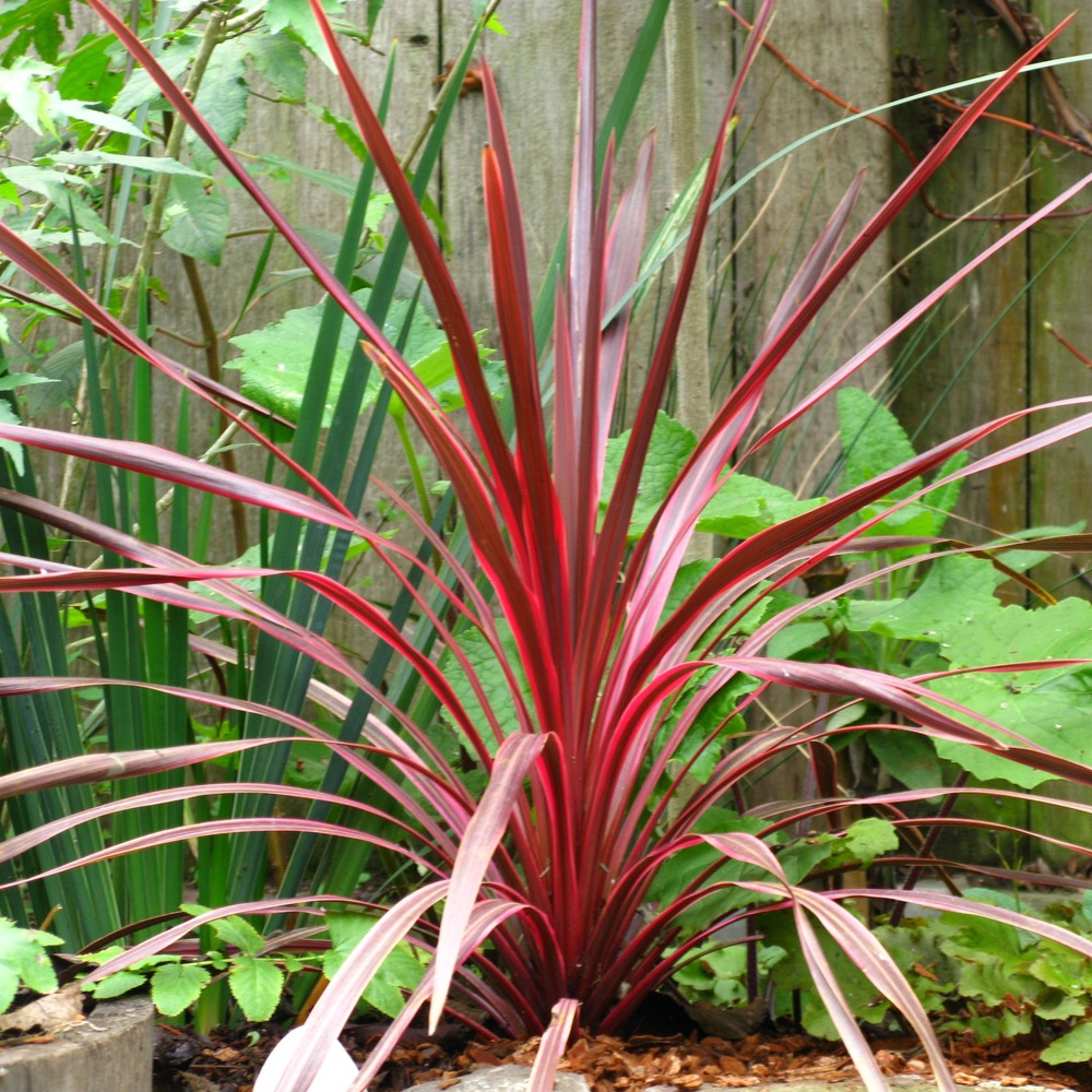 Cordyline australe 'cherry sensation' pot de 2l/3l