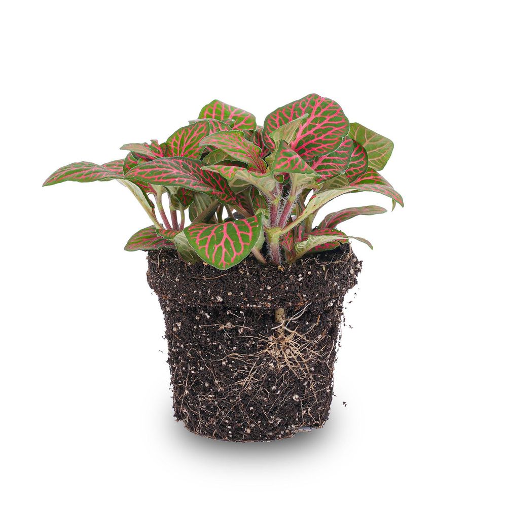 Fittonia rouge - plante mosaïque - pot 8 - plantes d'intérieur