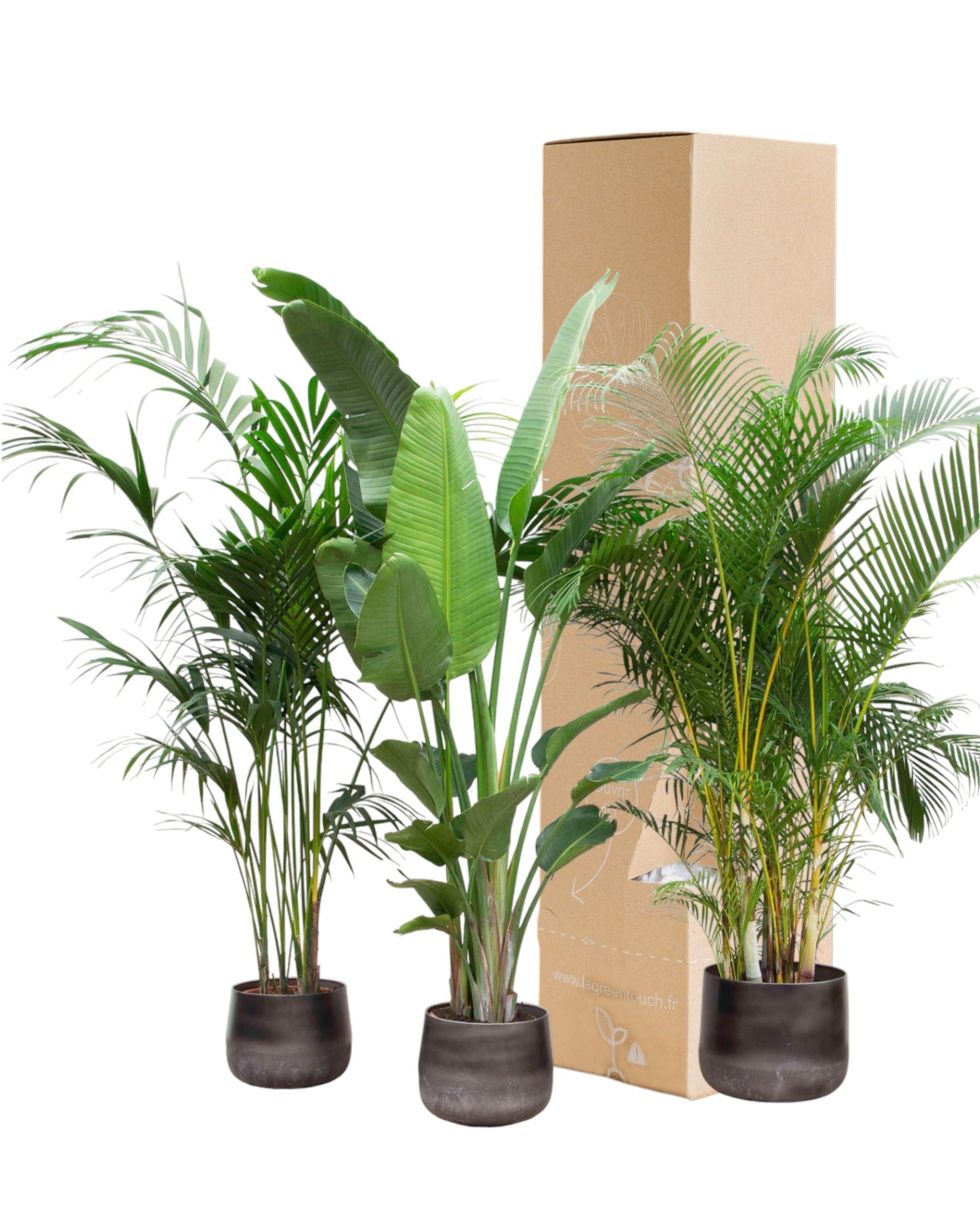 Plante d'intérieur - palmier kentia, strelitzia augusta, palmier areca - lot de 3 plantes - coffret cadeau 80cm