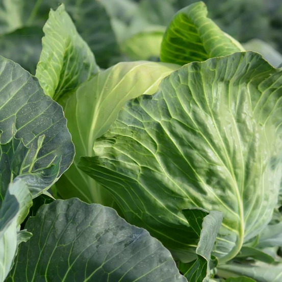 Graines de chou cabus tête de pierre hf1 - vilmorin sachet