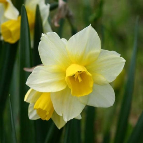 Narcisse trompette 'golden echo' bulbe calibre 10+ (par 10)