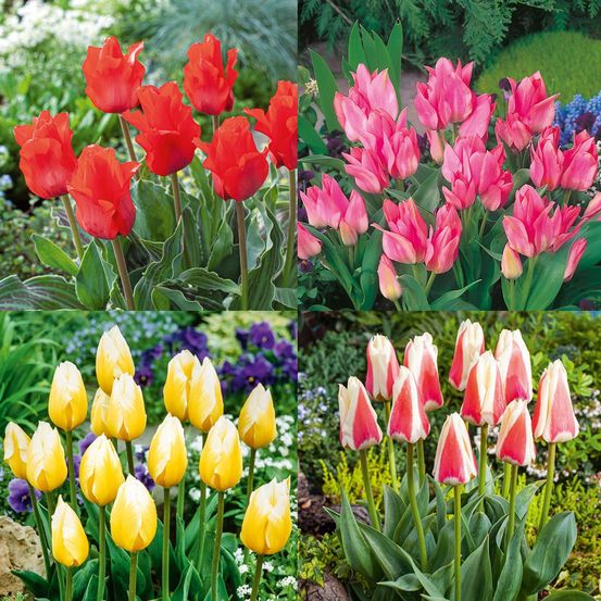 30 tulipes botaniques et plurilores