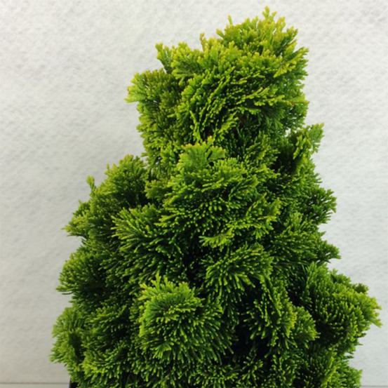 Cyprès hinoki du japon 'aurora' pot de 2l/3l