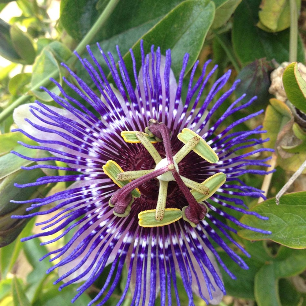 Lot de 2 - passiflora 'purple haze' - fleur de la passion - violette - 50-70 cm de haut - pot 15 cm