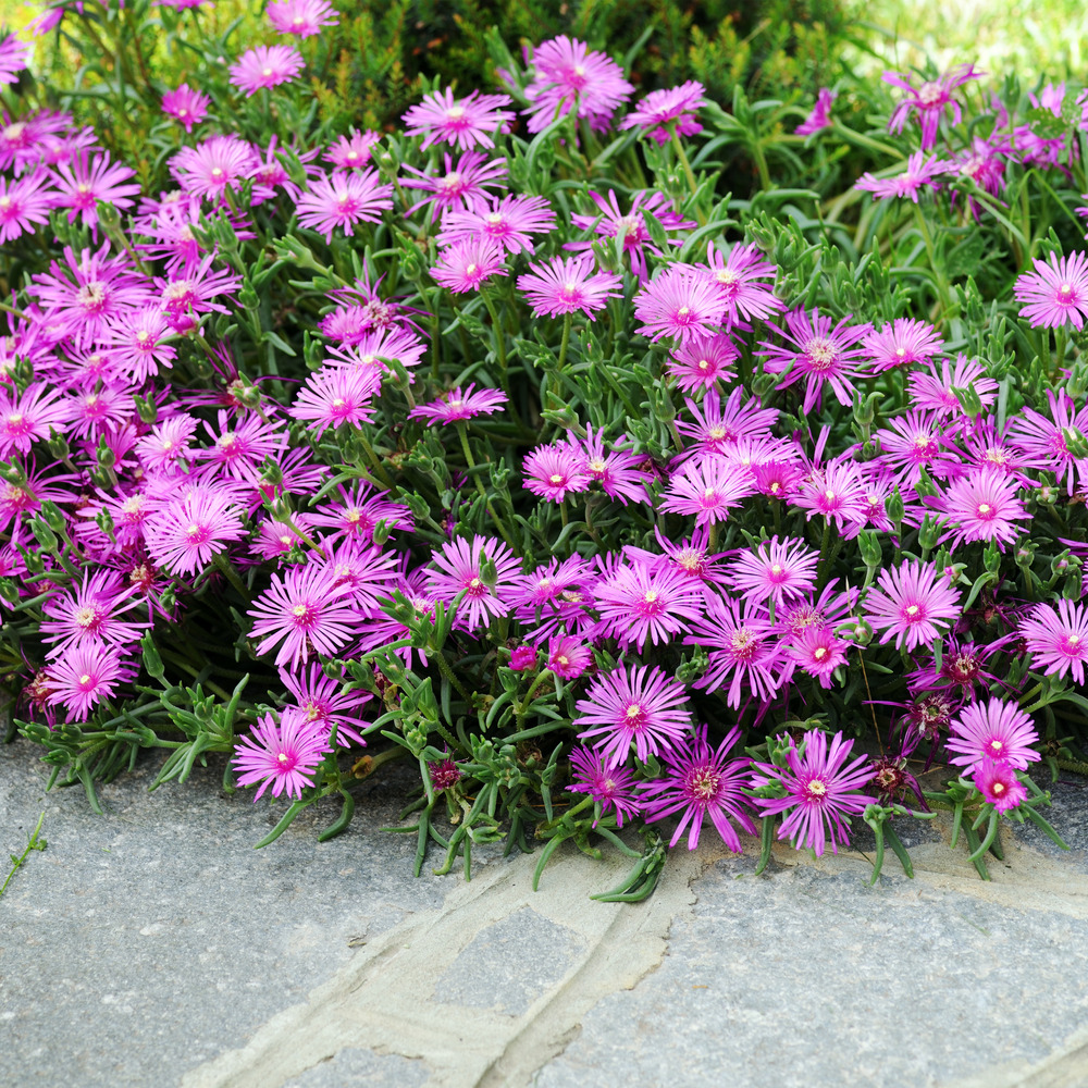 Lot de 3 - delosperma cooperi table mountain - fleur de glace - hauteur 10-20 cm - pot 9x9 cm