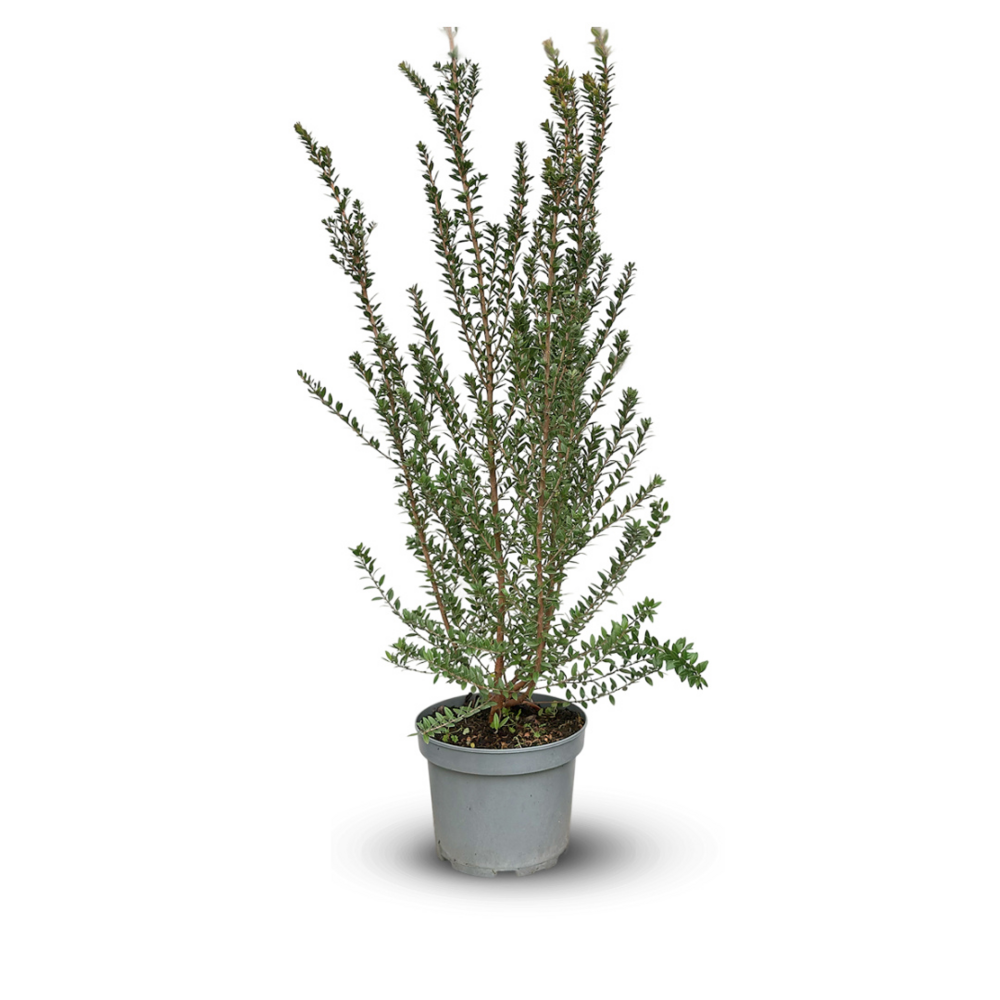Myrte tarentine - aromatique - plante méditerranéenne - ↕ 90-100 cm - ⌀ 22 cm - plante d'extérieur