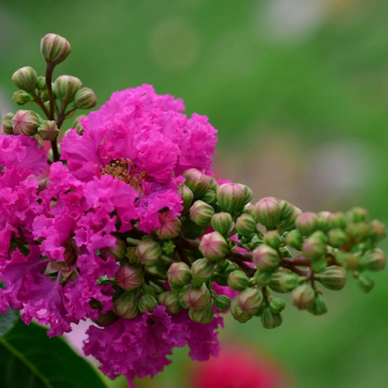 Lilas des indes petit´ canaille® rose, lagerstroemia pot de 3l - touffe