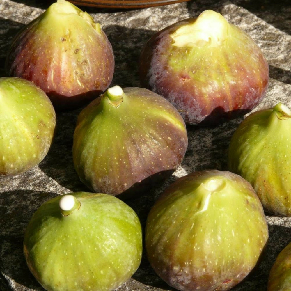 Figuier grise de saint jean, ficus carica pot de 7,5l - 60/80 cm