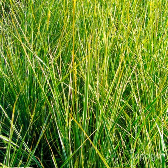 2 Calamagrostides 'Avalanche' - Vendu par …