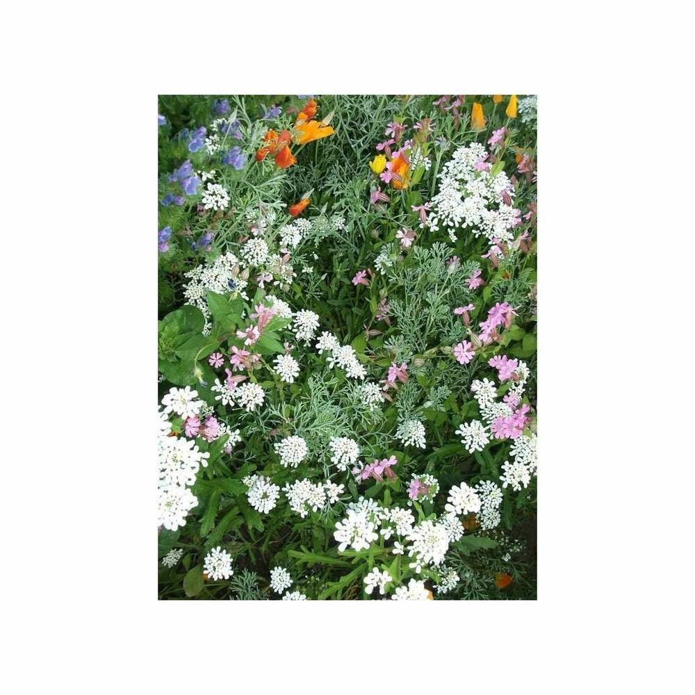 Fleurs Ã  balcons en mÃ©lange