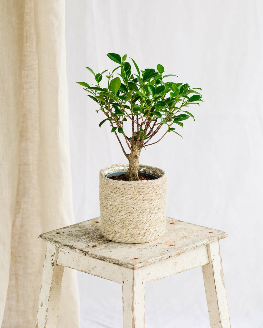 Plante d'intérieur - bonsaï retusa 5 ans d'age 30cm