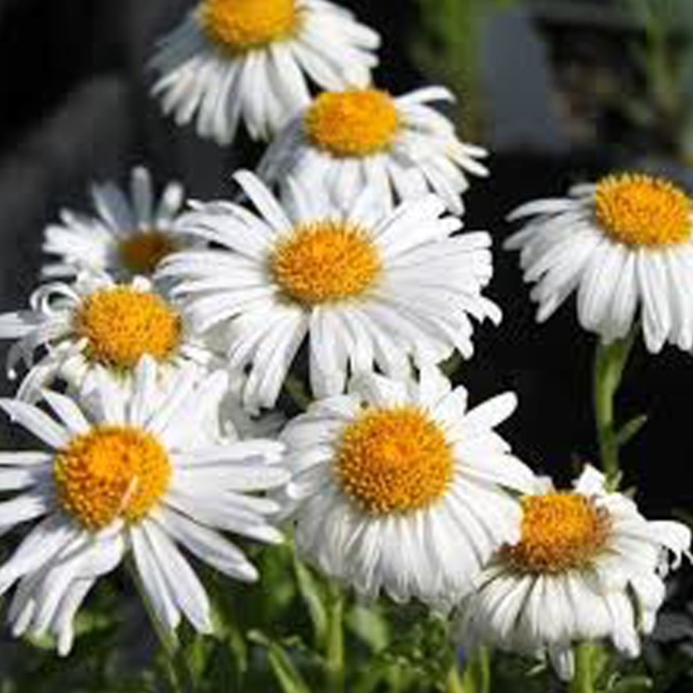 6 x aster des alpes - aster alpinus 'albus' - godet 9cm x 9cm