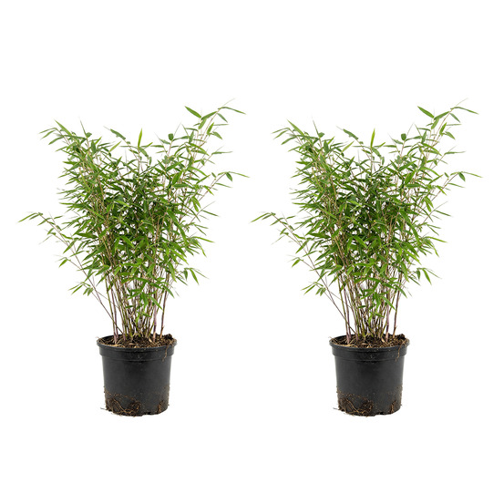 Lot de 2 - fargesia nitida gansu - plante bambou - h. 50-70 cm