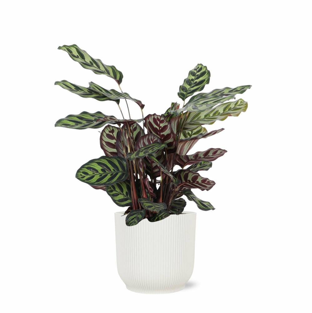 Calathea makoyana et son pot relief blanc - hauteur 70cm