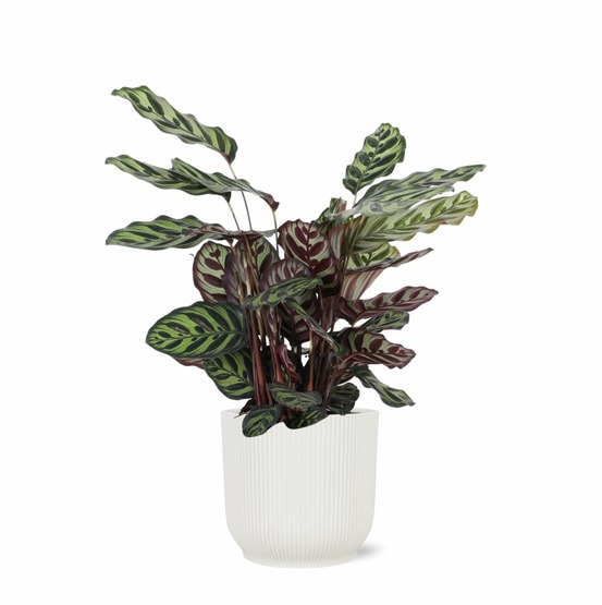 Calathea makoyana et son pot relief blanc - hauteur 70cm