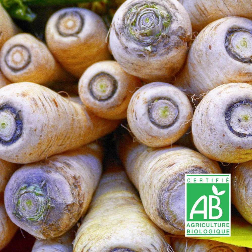 Graines de panais 1/2 long de guernesey - sans traitement - vilmorin sachet