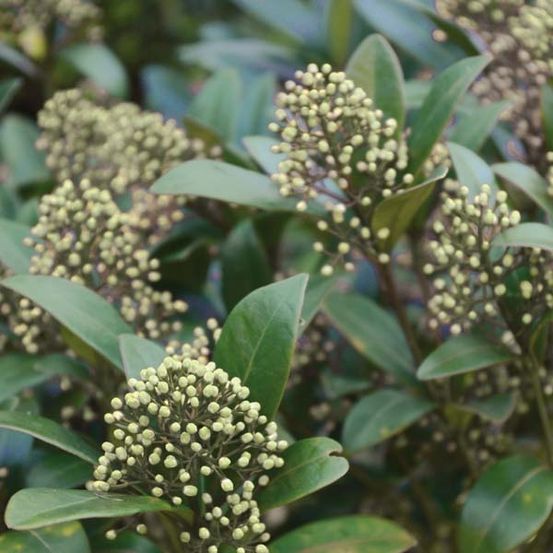 Skimmia du japon 'kew green' pot de 2l/3l