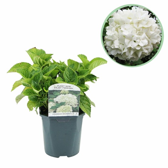 Hortensia macrophylla blanc – pot 17 cm – hauteur 30 cm