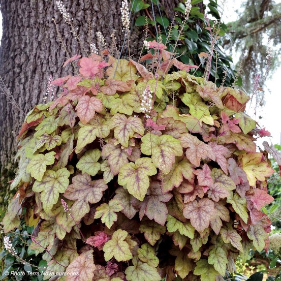 Heucherella 'redstone falls' godet de 8/9 cm