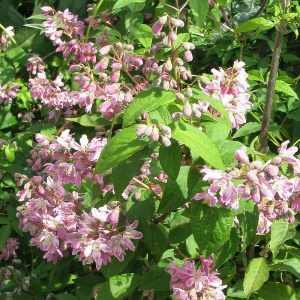 Deutzie tourbillon rouge, deutzia pot de 7,5l - 80/100 cm