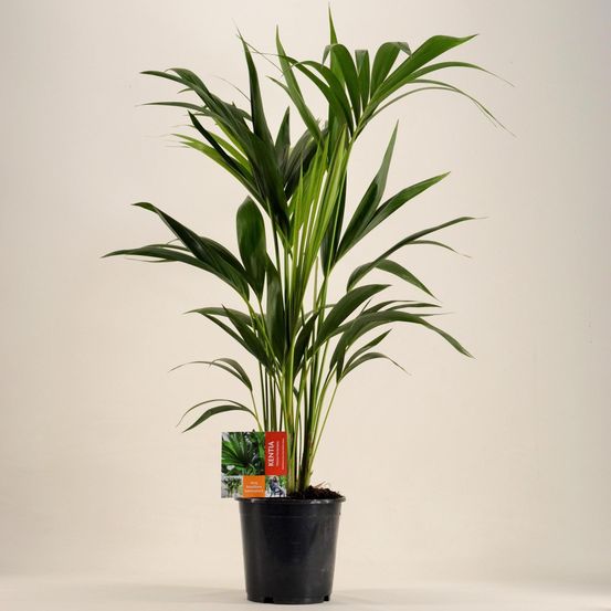 Howea forsteriana - h100 cm - ø19 cm