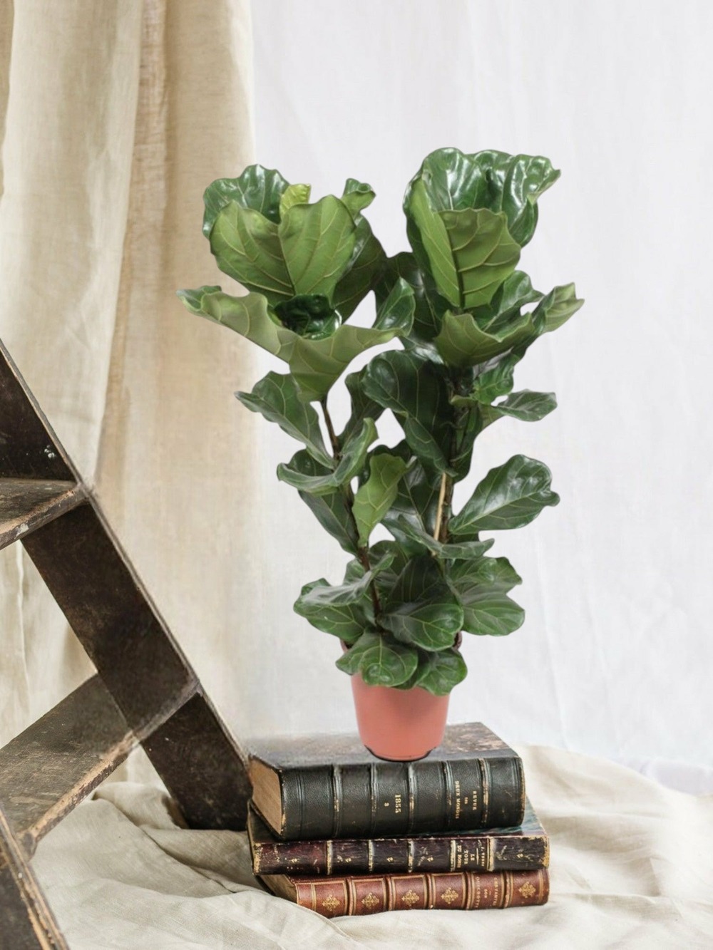 Ficus lyrata 100cm - plante d'intérieur