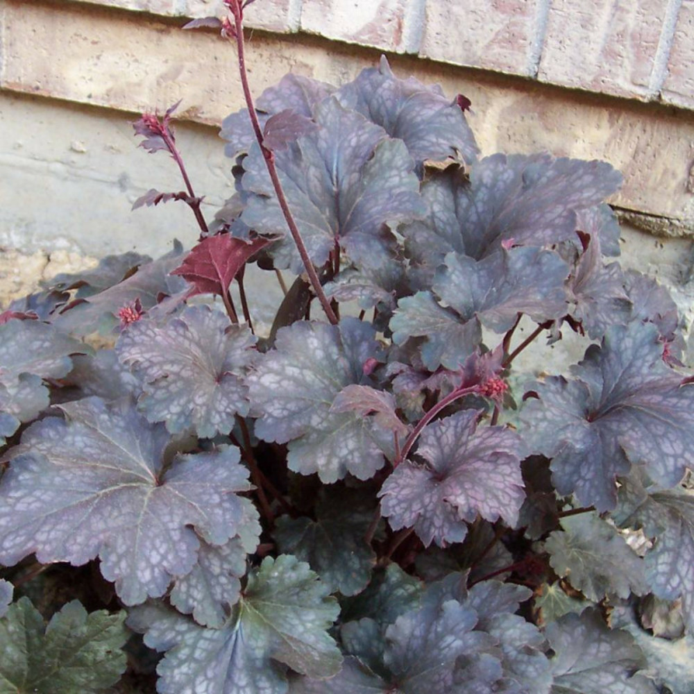 Heuchere palace purple pot de 1,5l - 10/20 cm