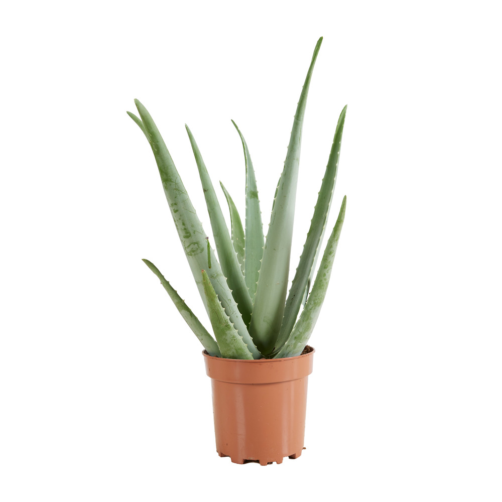 Aloe vera - plantes d'intérieur - succulentes - plantes succulentes - 50-60 cm de haut - pot 17cm