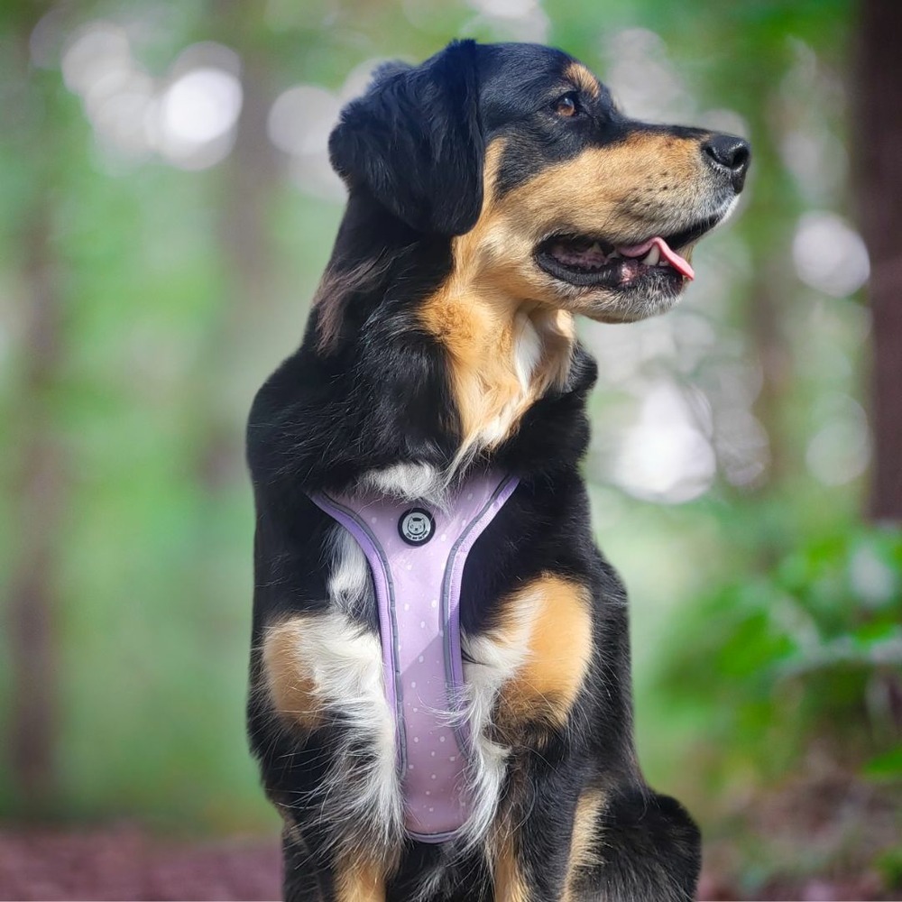 Harnais premium pour chien confortable - lilas - taille m