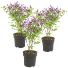 3x syringa 'bloomerang dark purple' - lilas - arbuste - rustique – ⌀13 cm - ↕15-20 cm