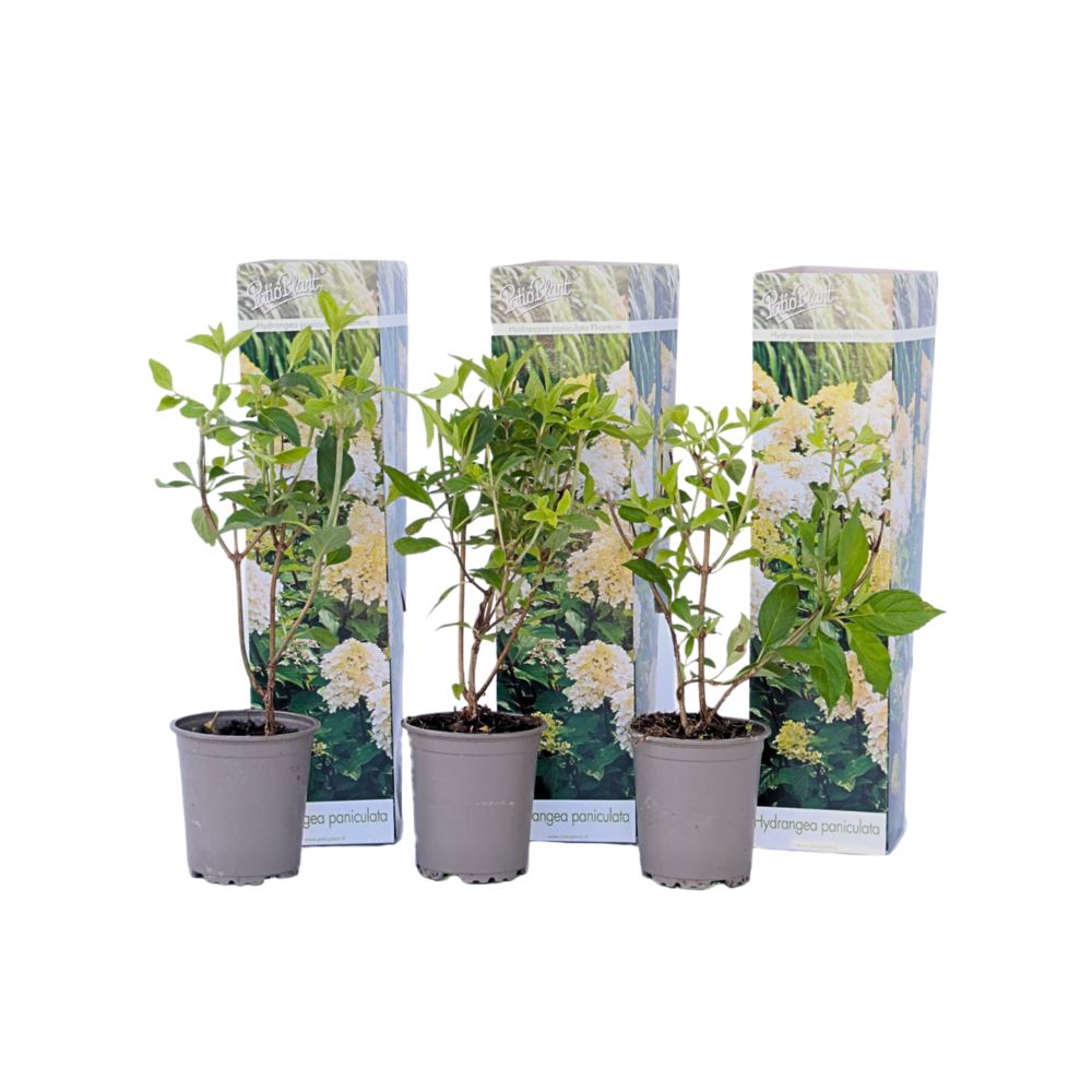 Hortensia - set de 3 - hydrangea paniculata 'phantom' - hauteur 25-40cm - ⌀9cm