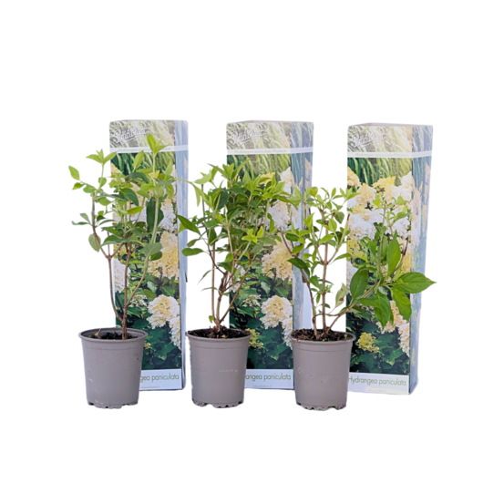 Hortensia - set de 3 - hydrangea paniculata 'phantom' - hauteur 25-40cm - ⌀9cm
