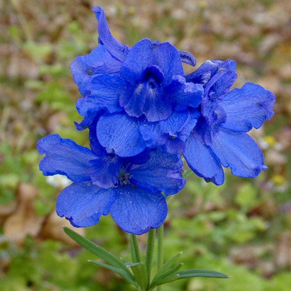 Pied d'alouette vivace de chine godet de 7/8 cm